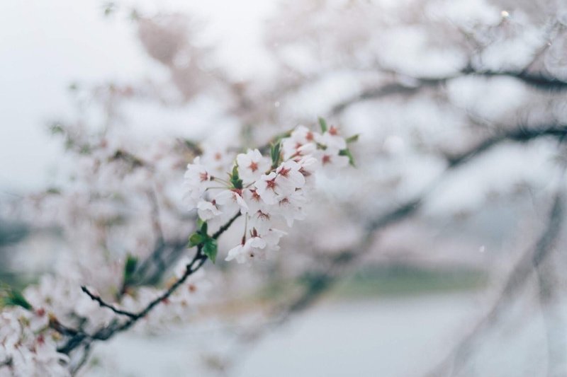 儚い 写真とは 茶々 Note