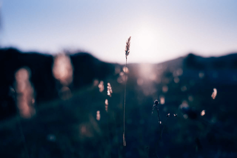 儚い 写真とは 茶々 Note