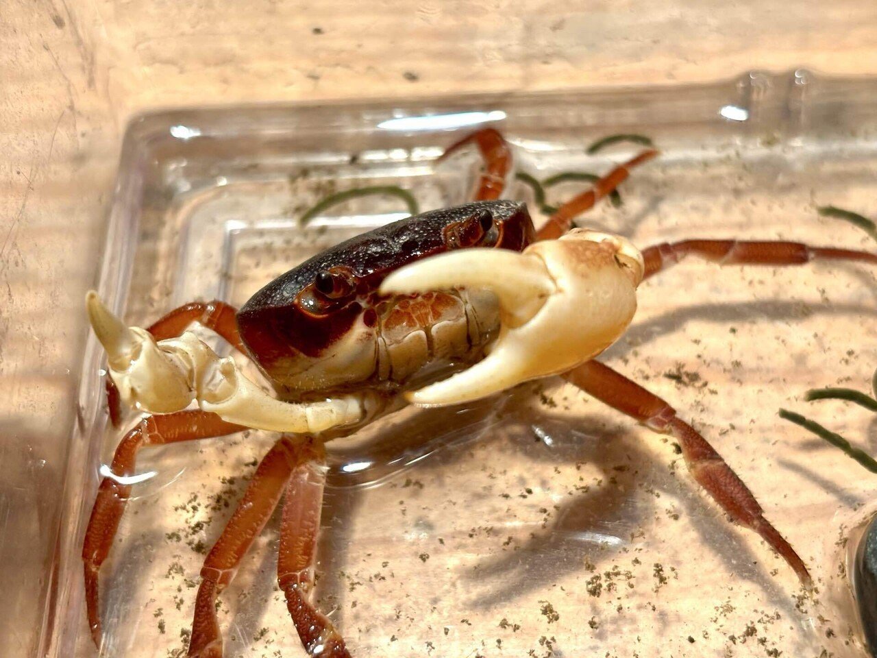 カニ よいこのかいじゅう　ソフビ ピニャンガー星人 グリーン　ウチダユウキ　カニ カニ よいこのかいじゅう ソフビ ピニャンガー星人 グリーン