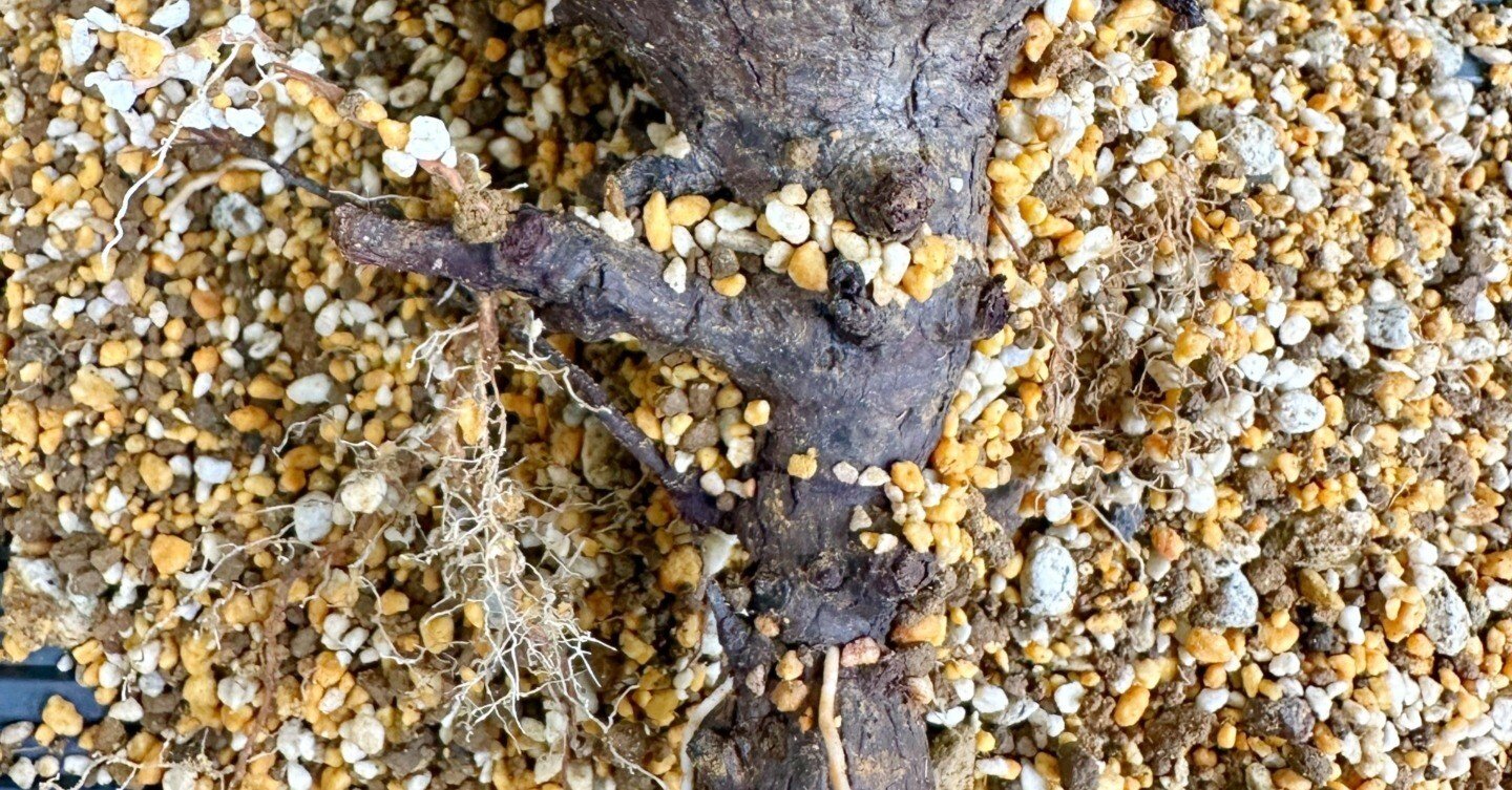 オペルクリカリア・パキプスの発根｜暇人