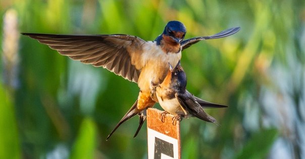 NEIGHBORHOOD bird ハチドリ バード ロンT ネイバーフッド NEIGHBORHOOD bird ハチドリ バード ロンT ネイバーフッド メンズ