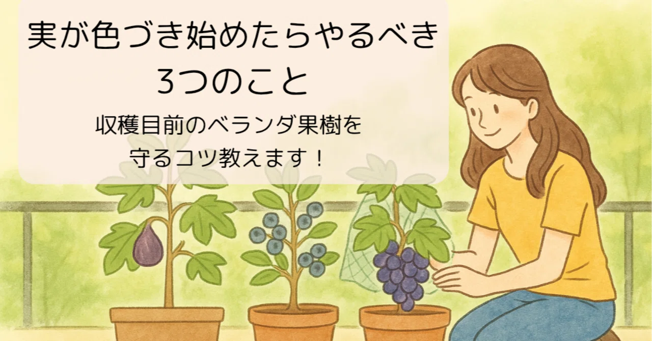 いちじく・ブルーベリー・ぶどう…色づきはじめたらやるべきこと3つ