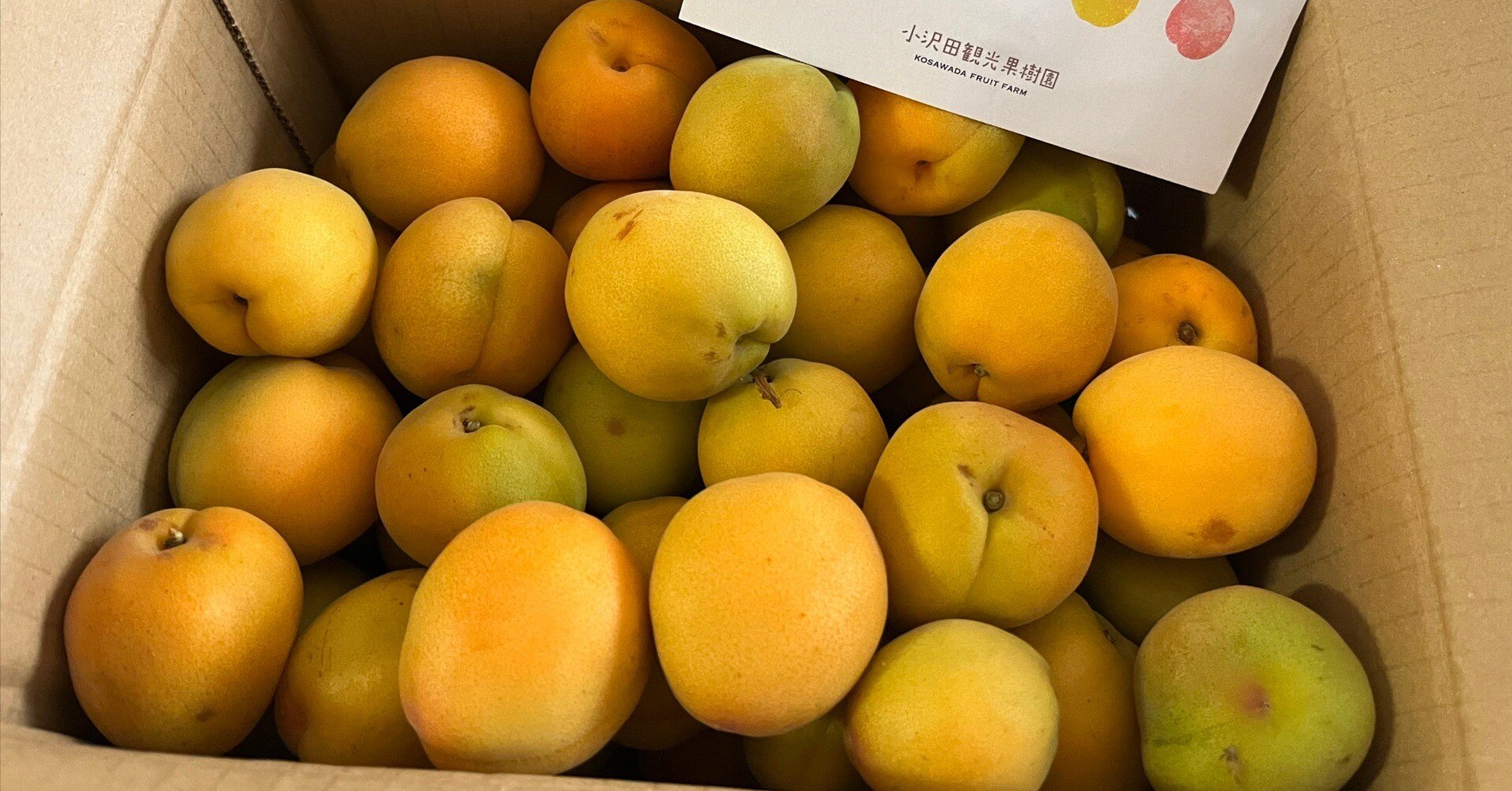 梅の助 秋田における“普通の梅”、八助梅（あんず種）の梅漬けを仕込む（2025八