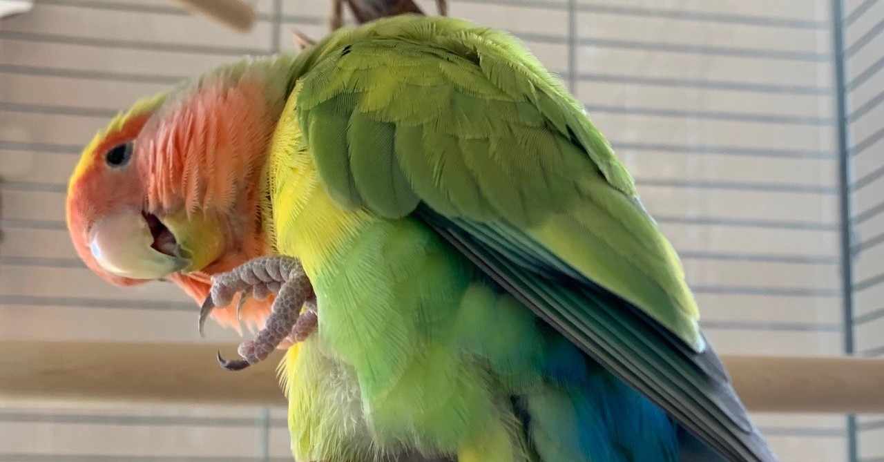 コザクラインコ の新着タグ記事一覧 Note つくる つながる と