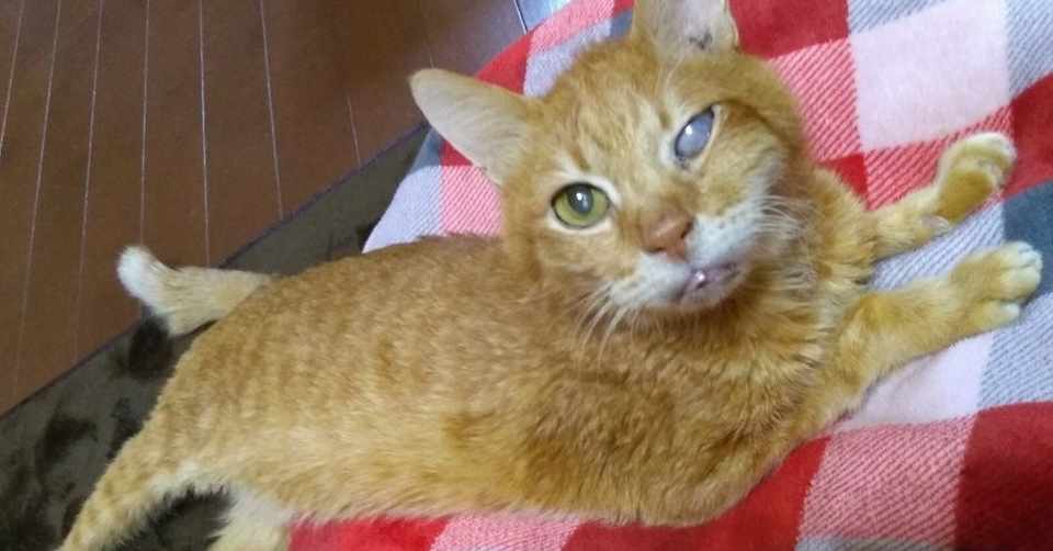 猫のてんかん２ 発作の予測と処置 ともえねこ Note