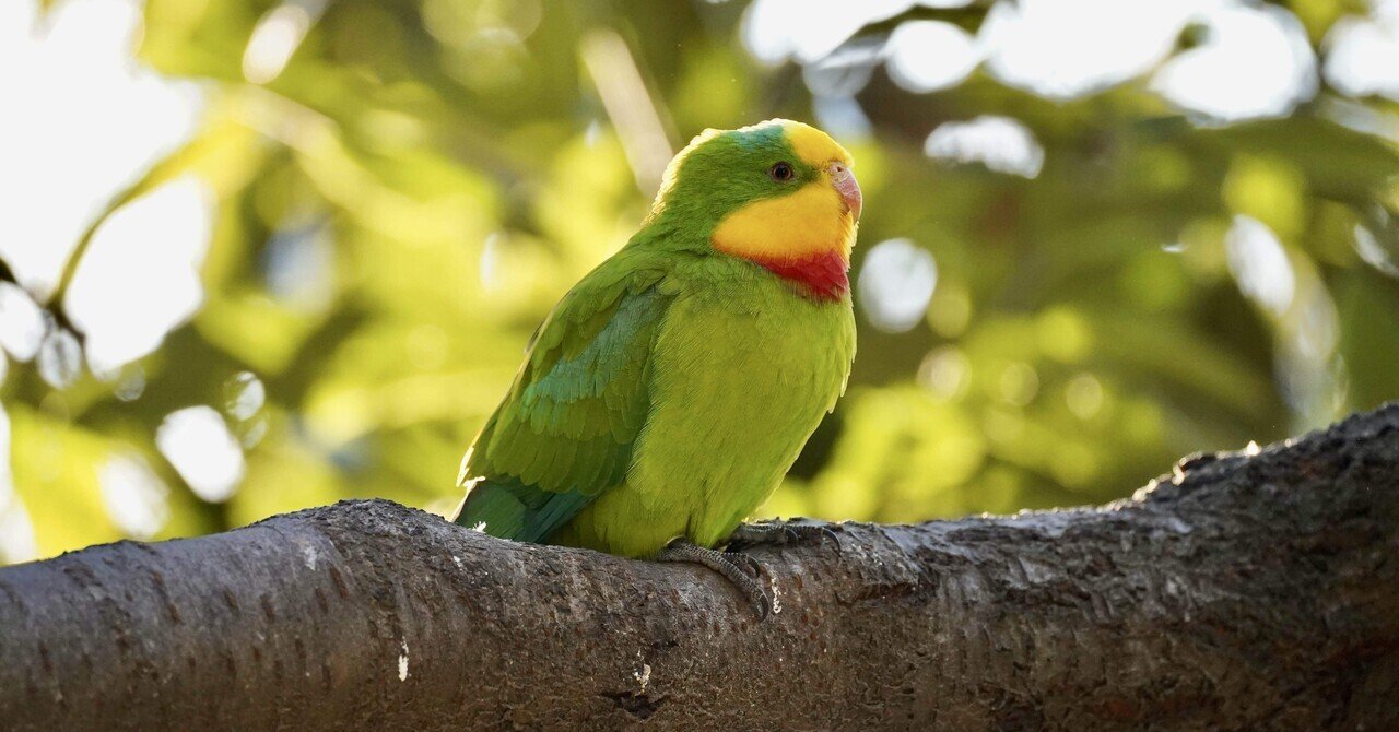 名鳥 オオミチバシリ - Wikipedia