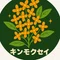 キンモクセイ