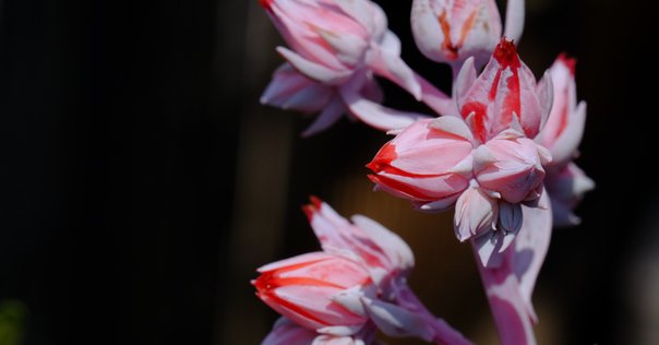 【特大】ユッカ　グロリオサ　分頭　④ ユッカグロリオサ花茎④ 開花！｜Ikkyu
