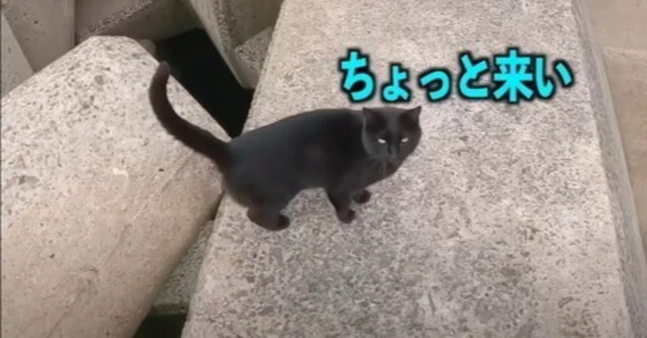 海釣りの途中、黒猫に「ちょっと来い」と呼ばれて｜猫の黒ちゃんねる