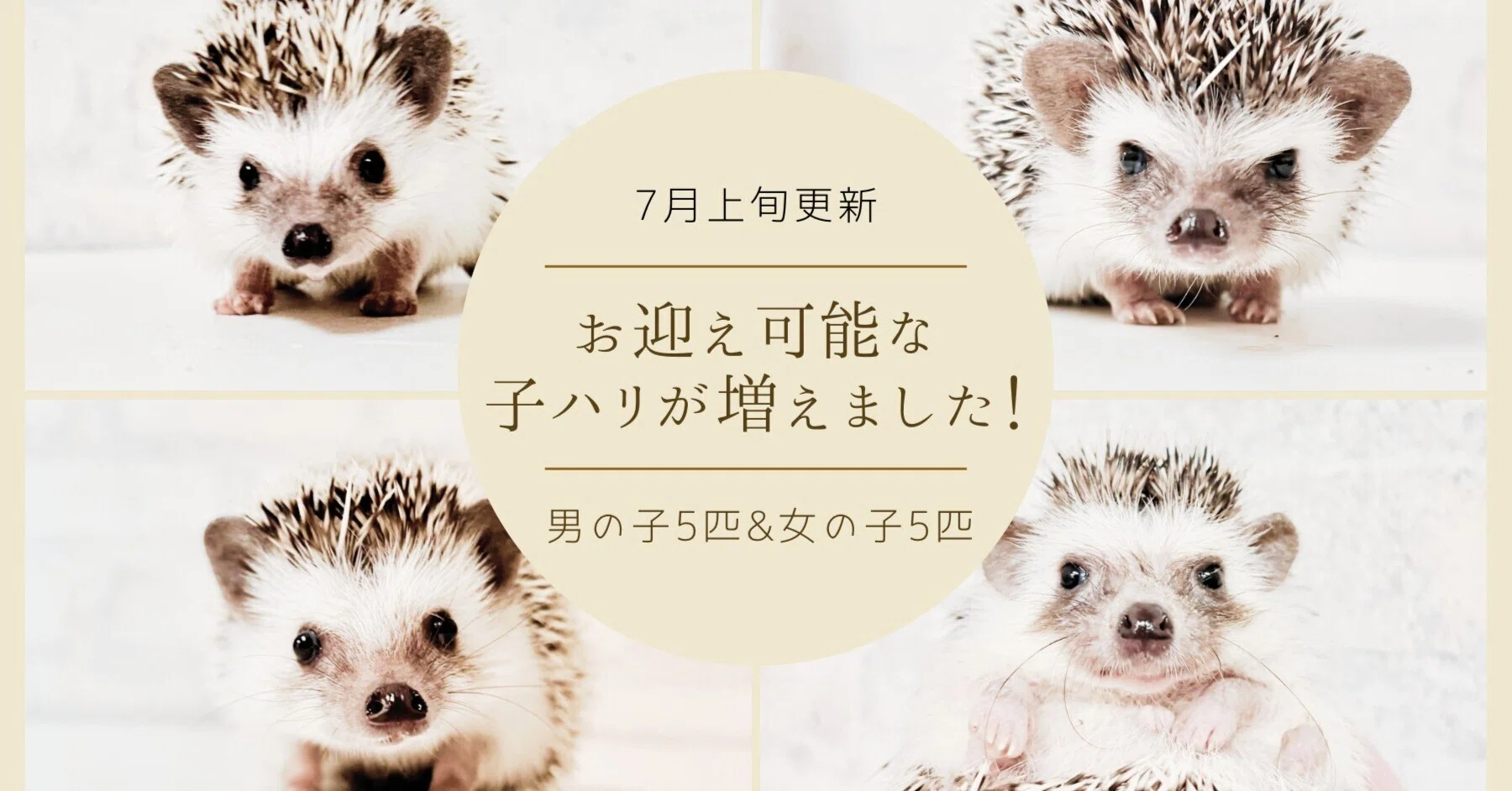 お迎え可能な子ハリが増えました！(2025年7月11日)｜HARRY WOOD名古屋栄店