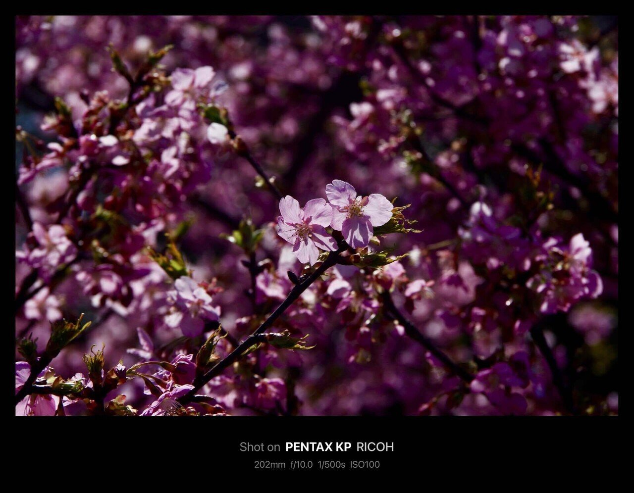 ＊flower＊6月1日＊ 51pXF7C3bDL._SY200_QL15_.jpg