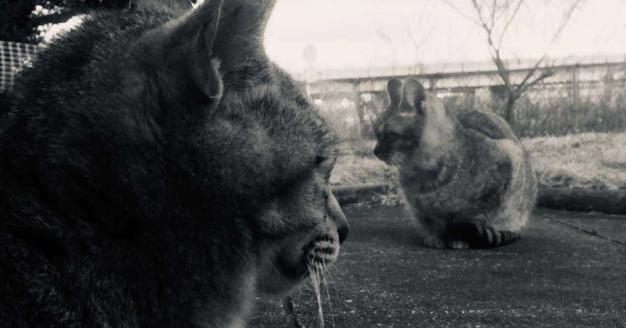 さっき街道沿いの 夜マックの2階で 蝉の声がした 銀色夏生 Umepink Note