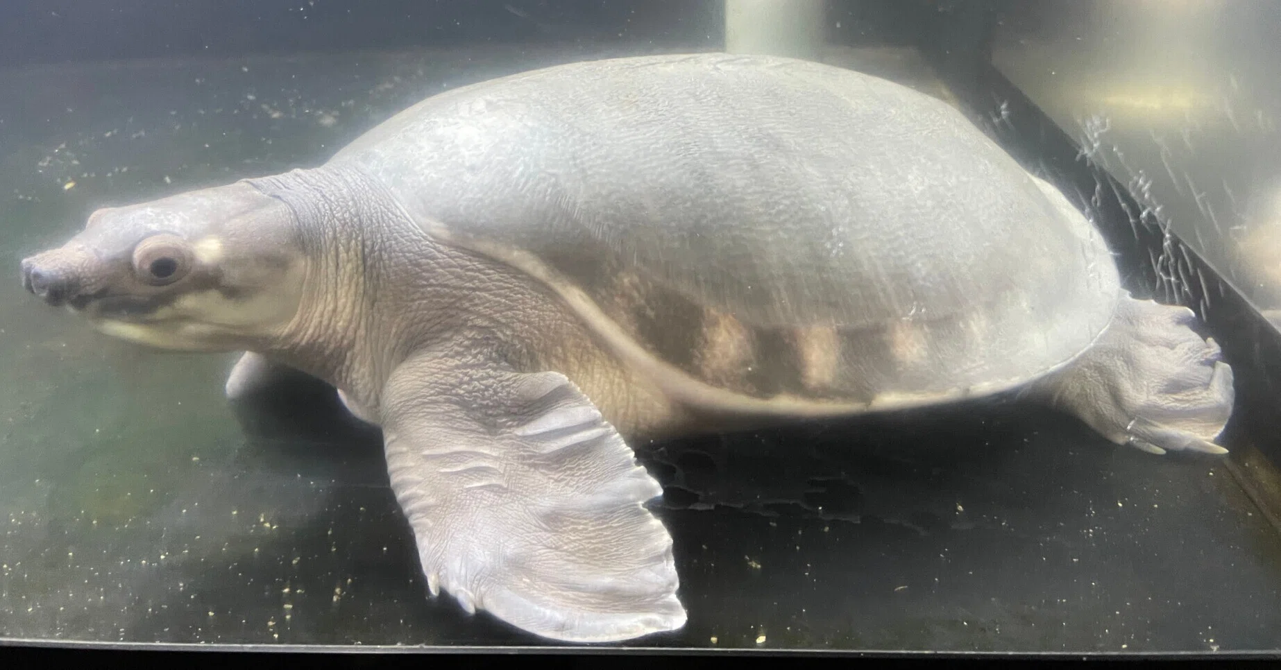 スッポンモドキ《展示動物解説》｜桂浜水族館 公式