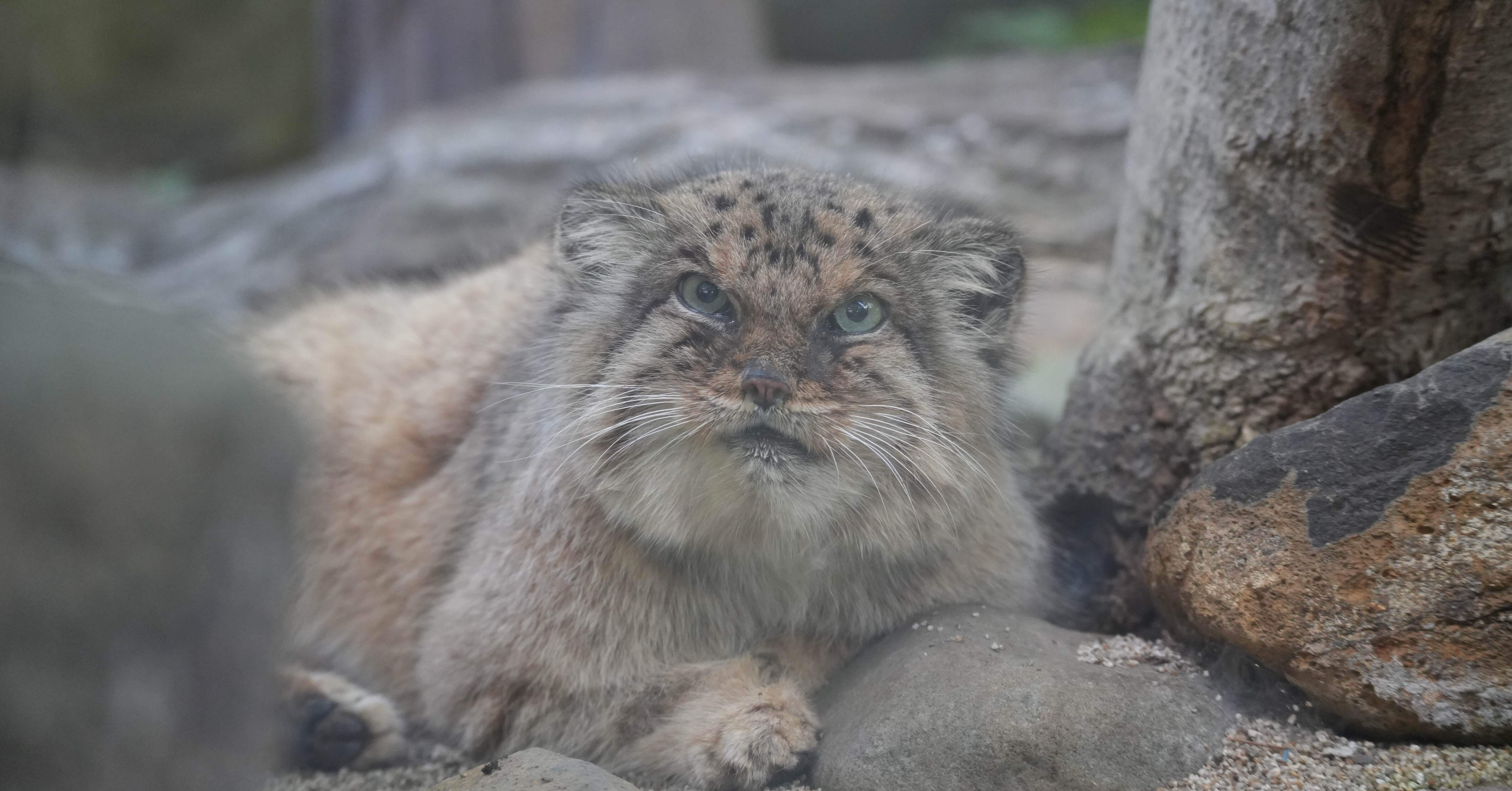 マヌルネコのボルが死亡しました｜那須どうぶつ王国公式note