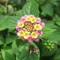 lantana0103