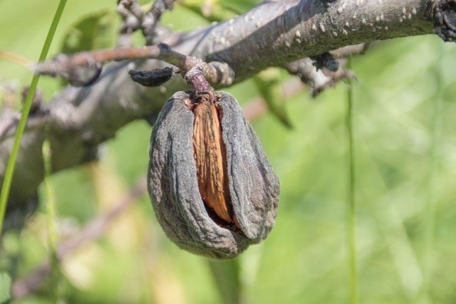 週末投稿 つれづれ有用植物 21 バラ科 サクラ属 アーモンド Pingubanana Note