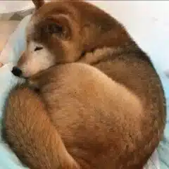 柴犬大好き　I love Shibainu
