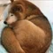 柴犬大好き I love Shibainu