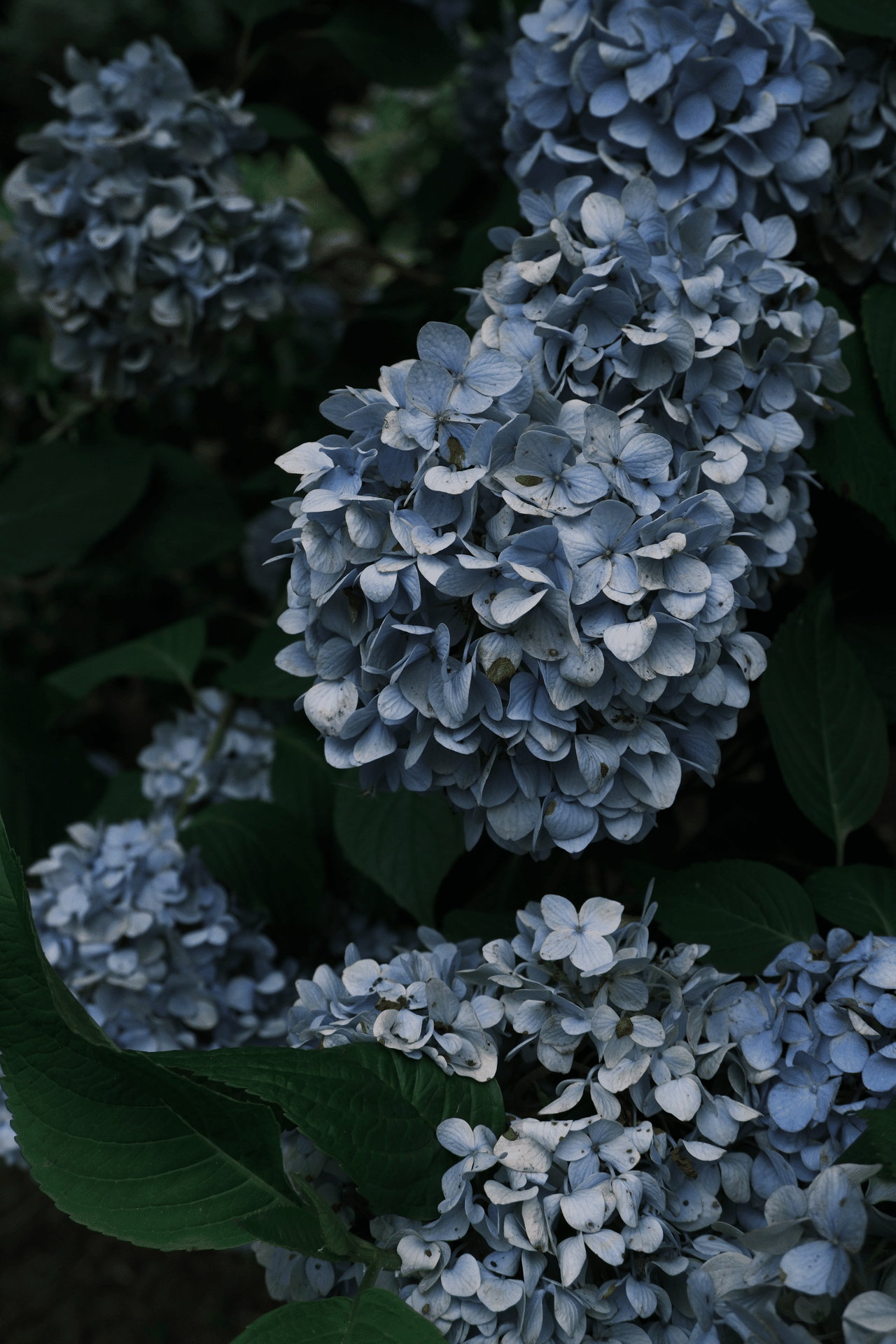 生花】輸入アジサイ(白)40cm〜【OR-89】 - 花材通販はなどんや