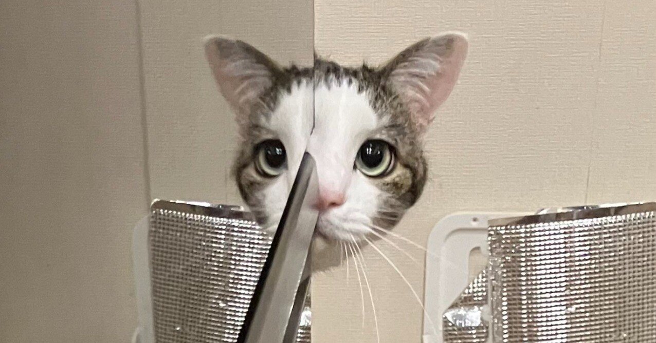 ドリフか！」冷蔵庫に反射した猫ちゃんの顔が、志村けんの鏡コント