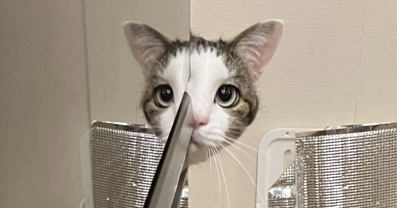 ドリフか！」冷蔵庫に反射した猫ちゃんの顔が、志村けんの鏡コント