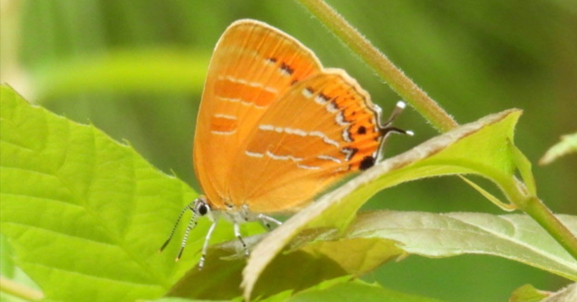 探蝶】ゼフィルス探し｜ユーマン