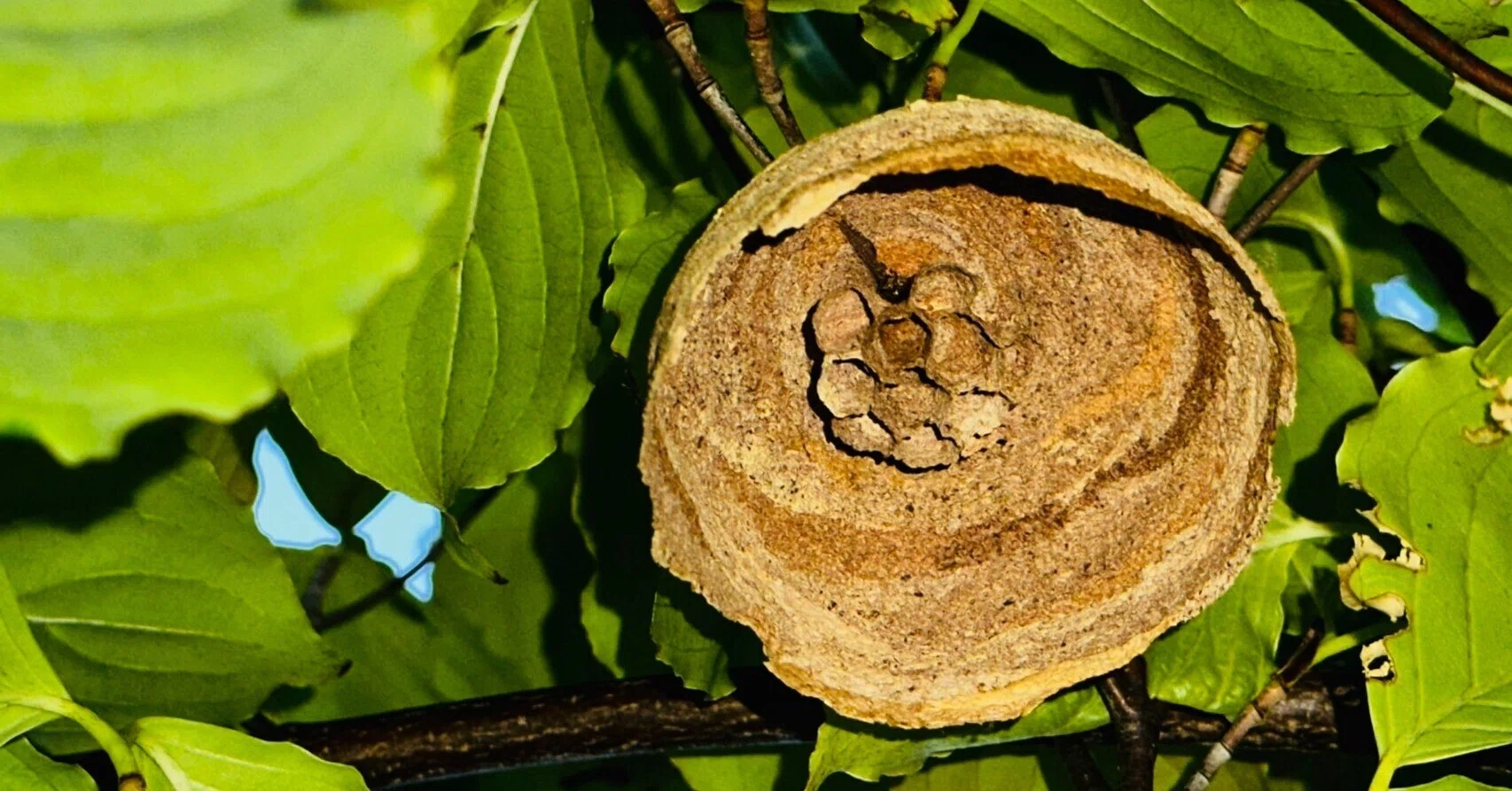 My First Time Removing a Beehive｜ようへい