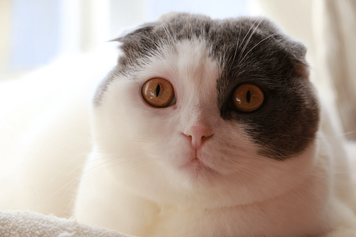 あなたの推し猫はどの子？！我が家の4匹の猫たちを紹介｜kzk