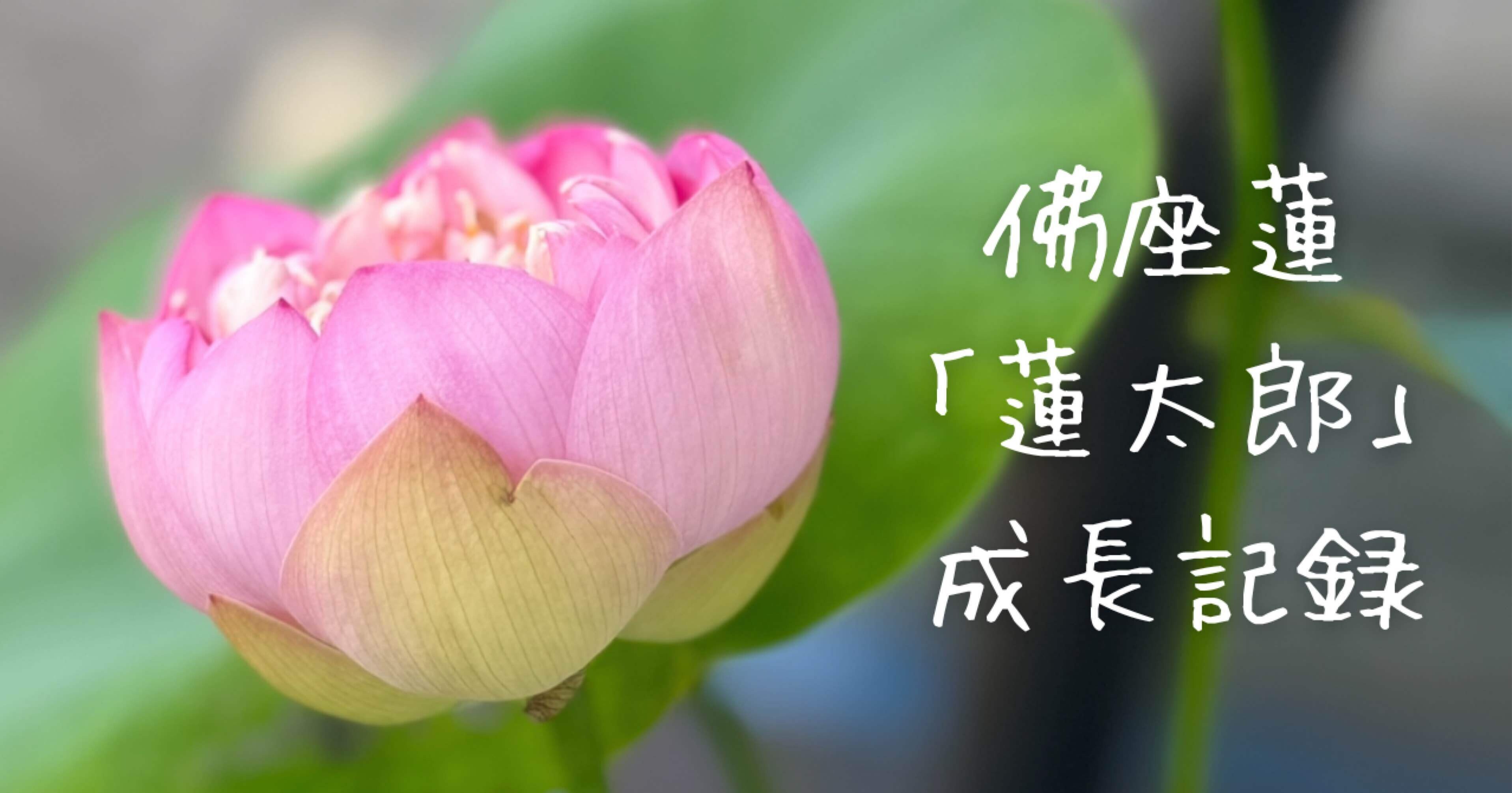 初めての蓮栽培！― 〈蓮太郎〉が咲くまでの100日間―｜志庵