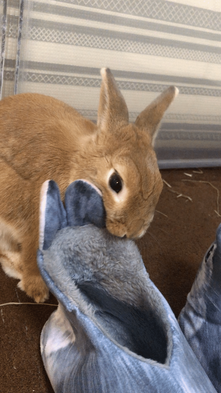 ペット 臭く ない