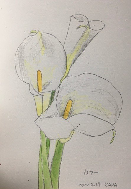 久しぶりに花のスケッチ ヤダマニアート 矢田明子 Note