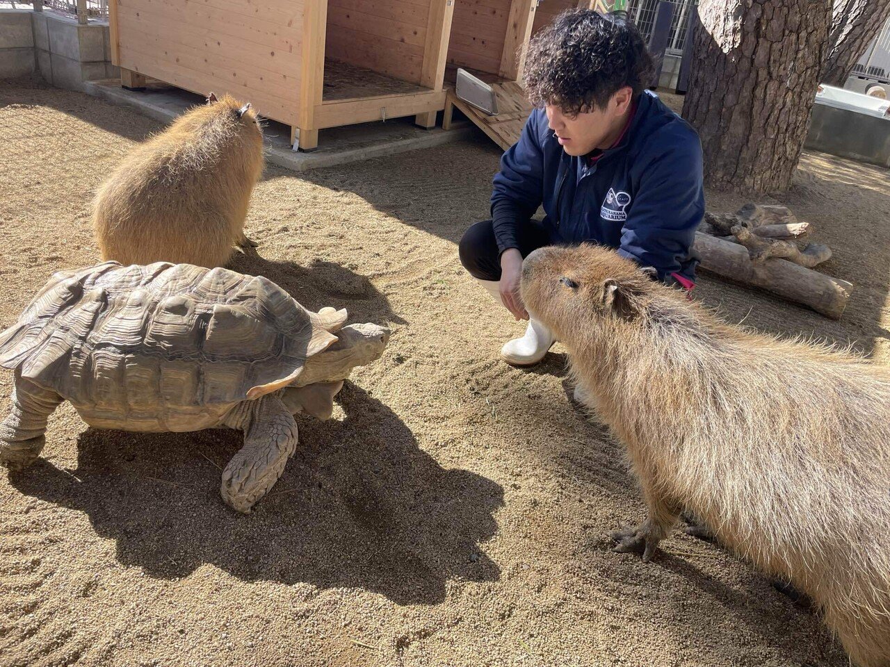 カピバラのゴロンはこういうとき助かる。｜桂浜水族館 公式