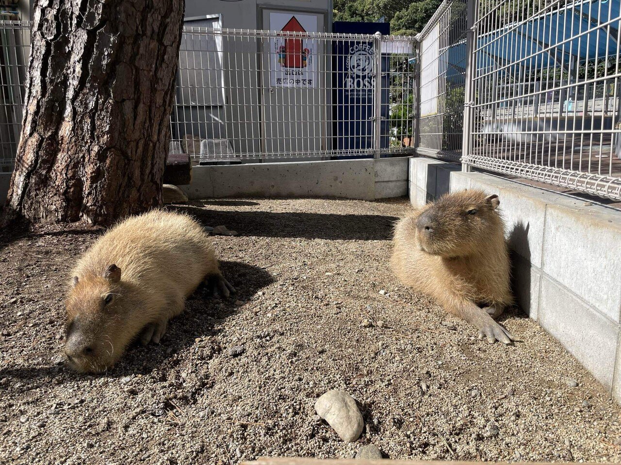 カピバラのゴロンはこういうとき助かる。｜桂浜水族館 公式