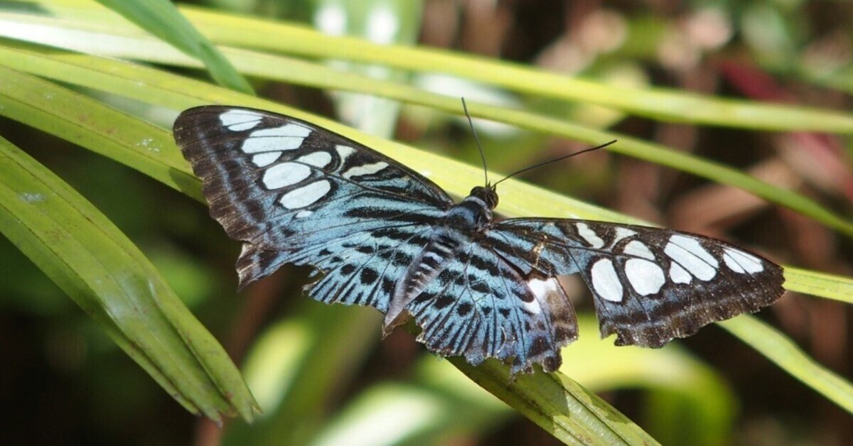 コノハチョウ（1オス、スリランカ産） コノハチョウ属その1