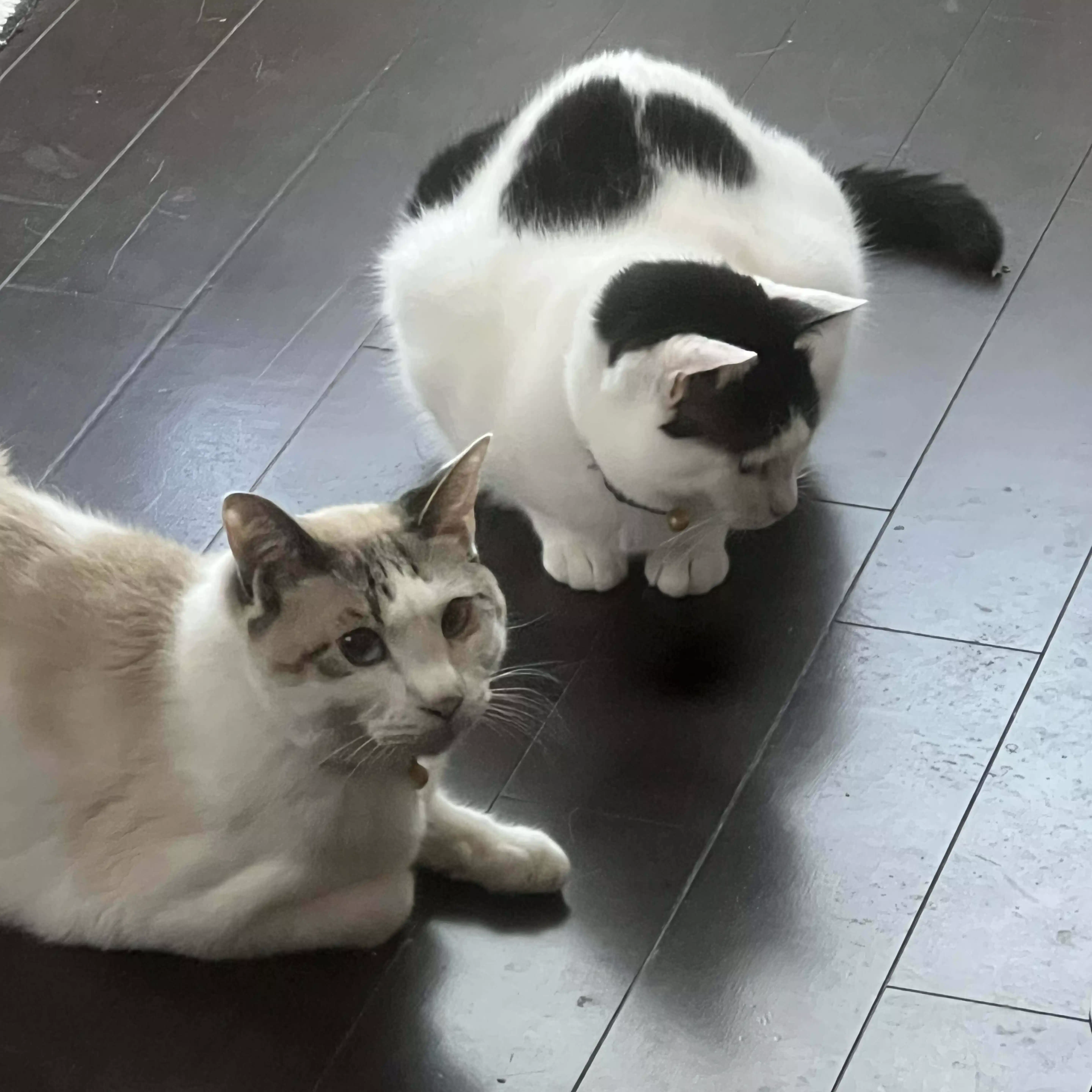 　pao 