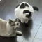　pao 