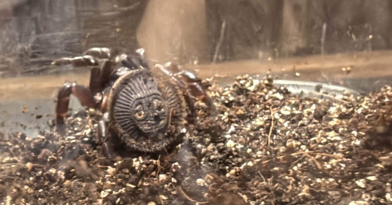 トラップドアスパイダー】シリキレグモ｜魁‼︎奇蟲天国❤️