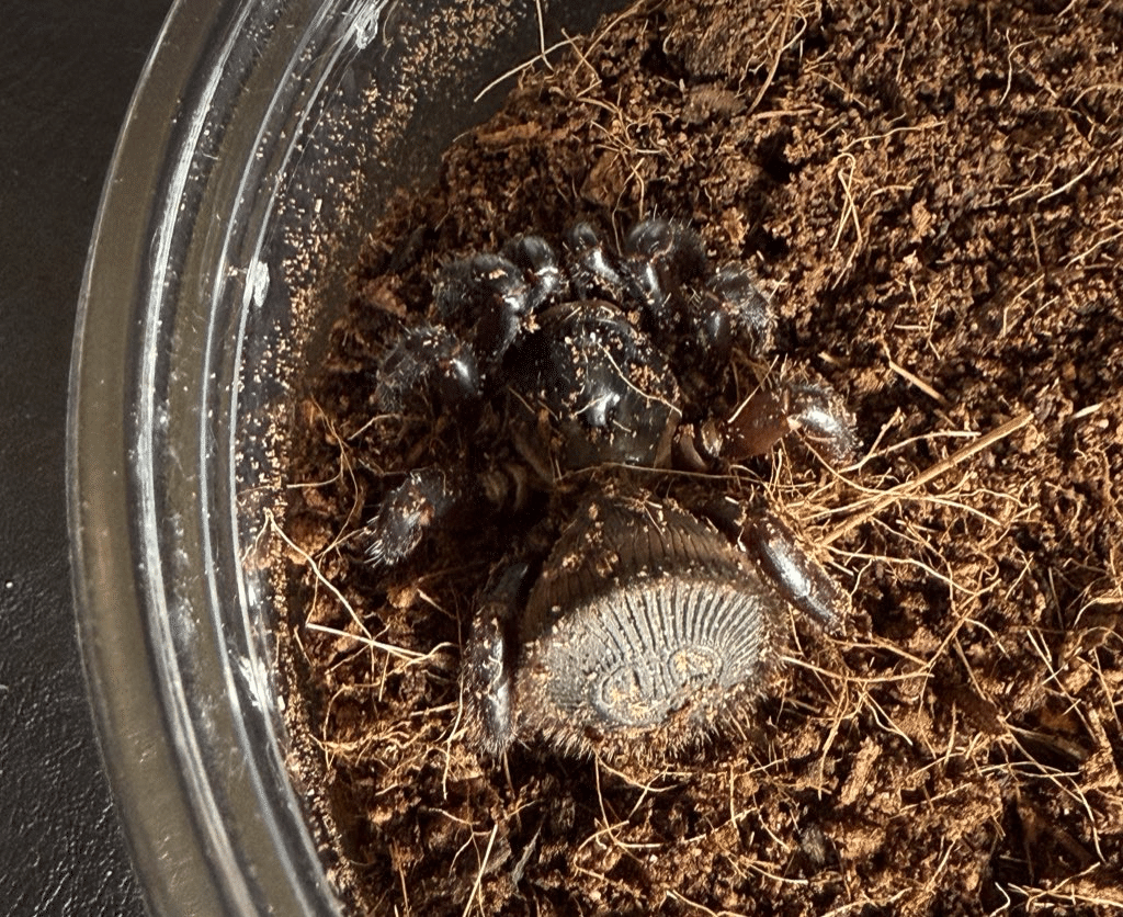 トラップドアスパイダー】シリキレグモ｜魁‼︎奇蟲天国❤️