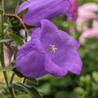 しおん