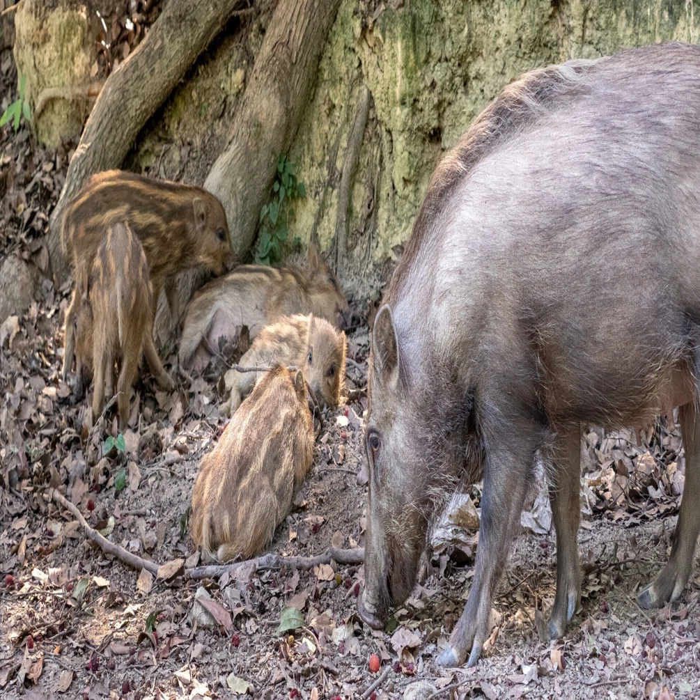 イノシシ親子との遭遇🐗 / 持っててよかったM.ZD40-150mm F2.8 PRO