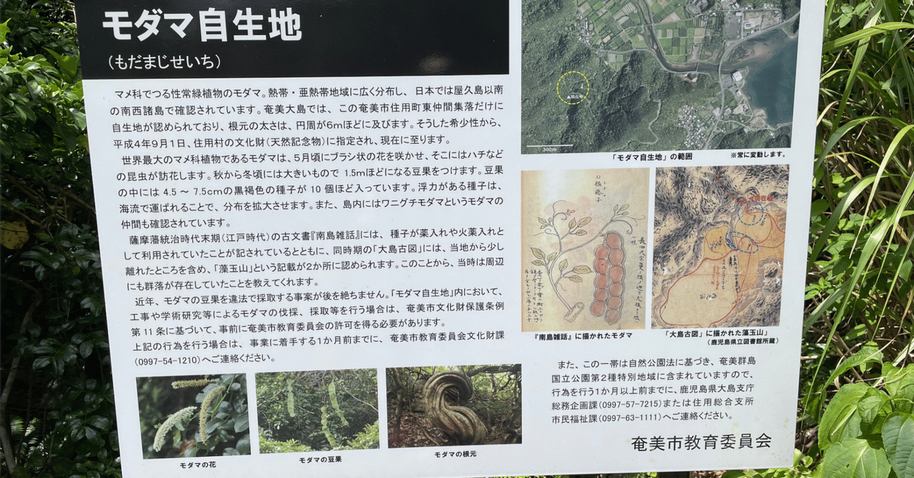 ジャックと豆の木 モダマ ジャックと豆の木』のモデル?見たいよ〜!|rosieの散歩道その後