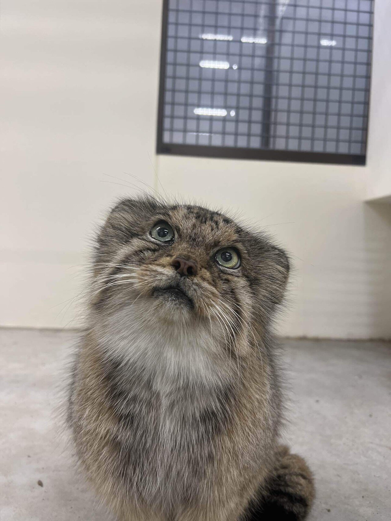 マヌルネコのボルが死亡しました｜那須どうぶつ王国公式note