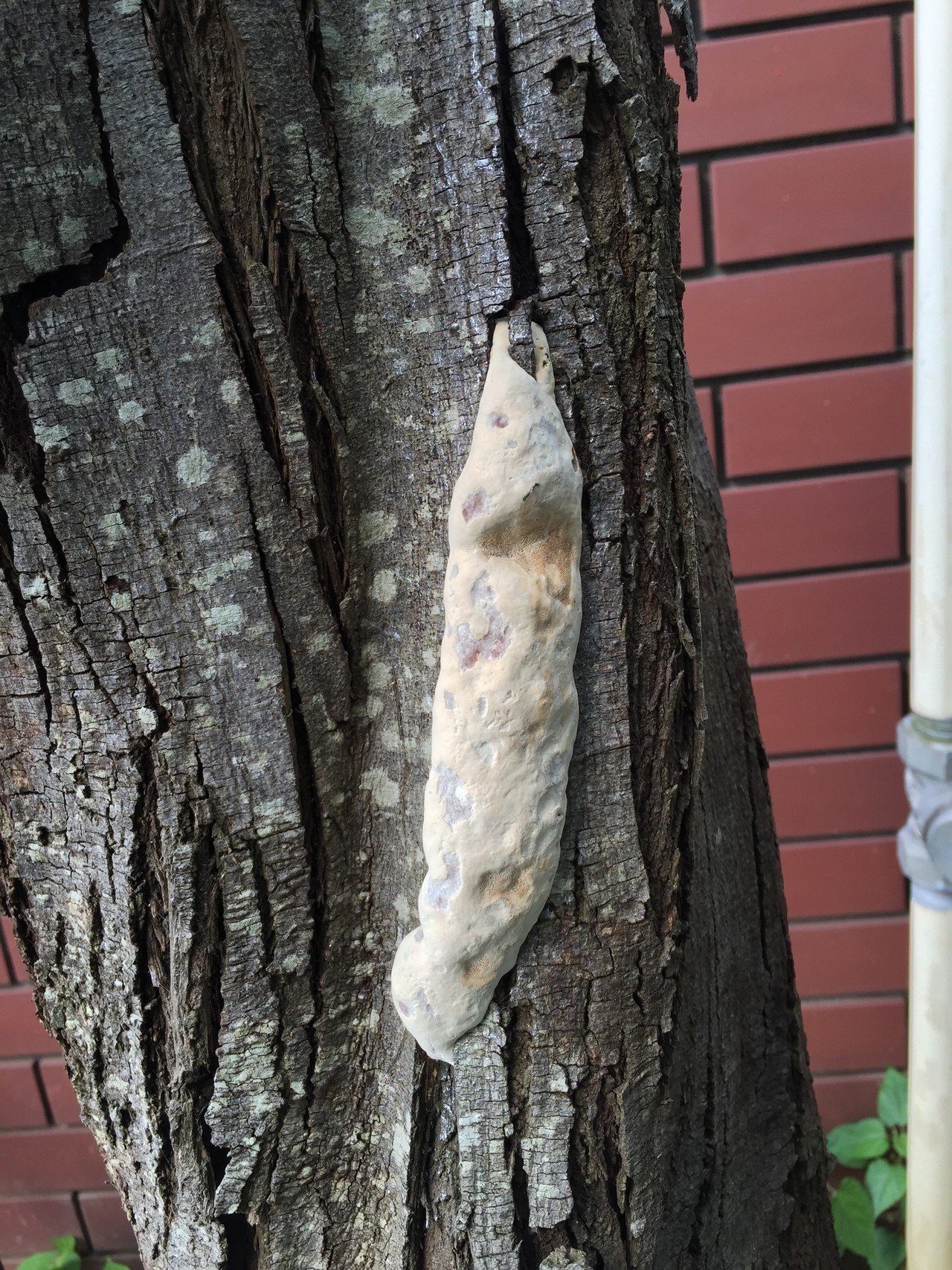 閲覧注意 かも うちの枯れちゃったミモザに付いた多分虫の卵 なんだろうと思って 虫の卵の画像検索したら むず痒くなってきた ツブツブはあかん で まだ分からない 誰か知ってます 玉兎 Note