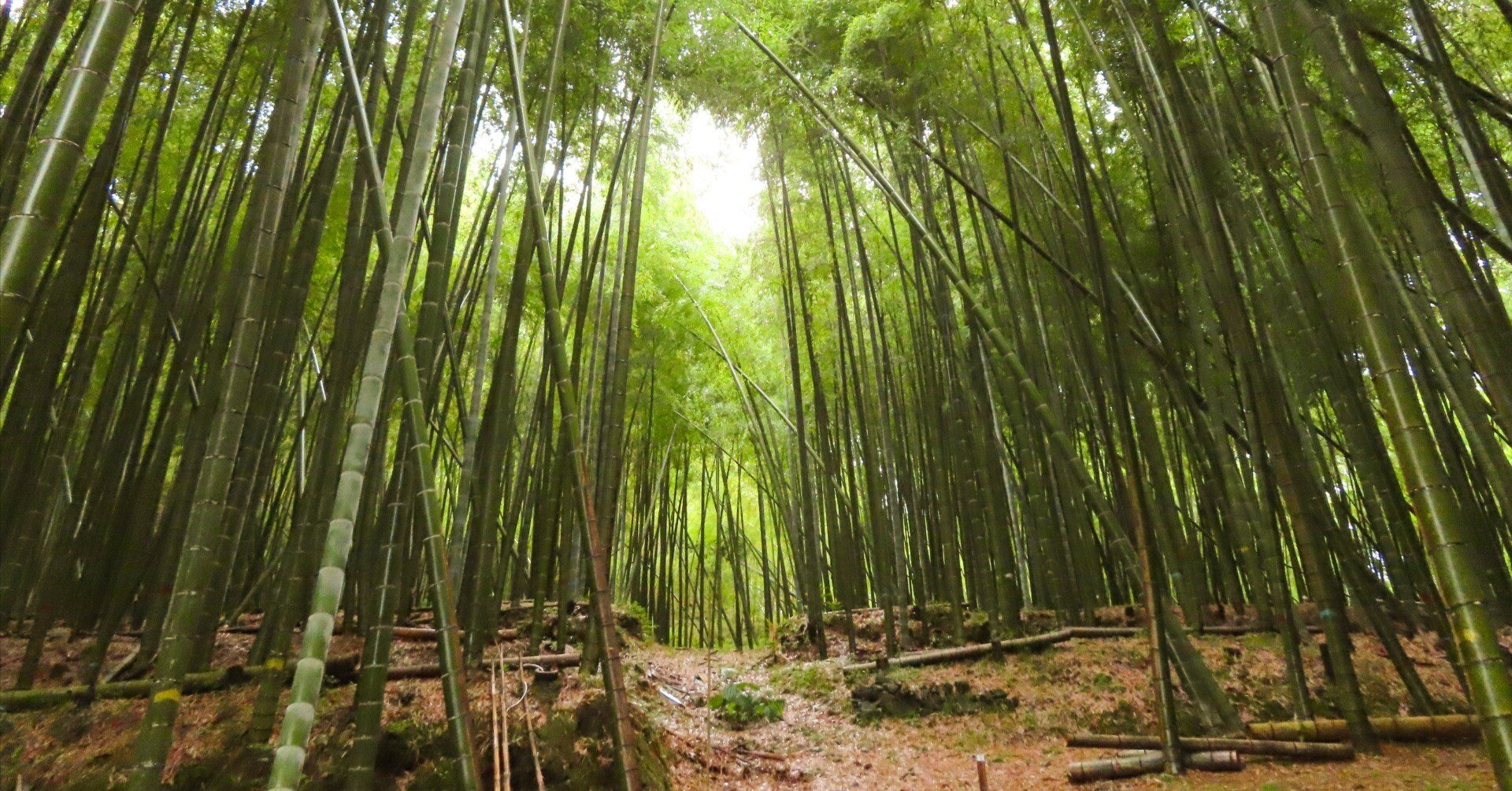 伐採された日本の竹100％で作る「竹紙」に込められた思いとは