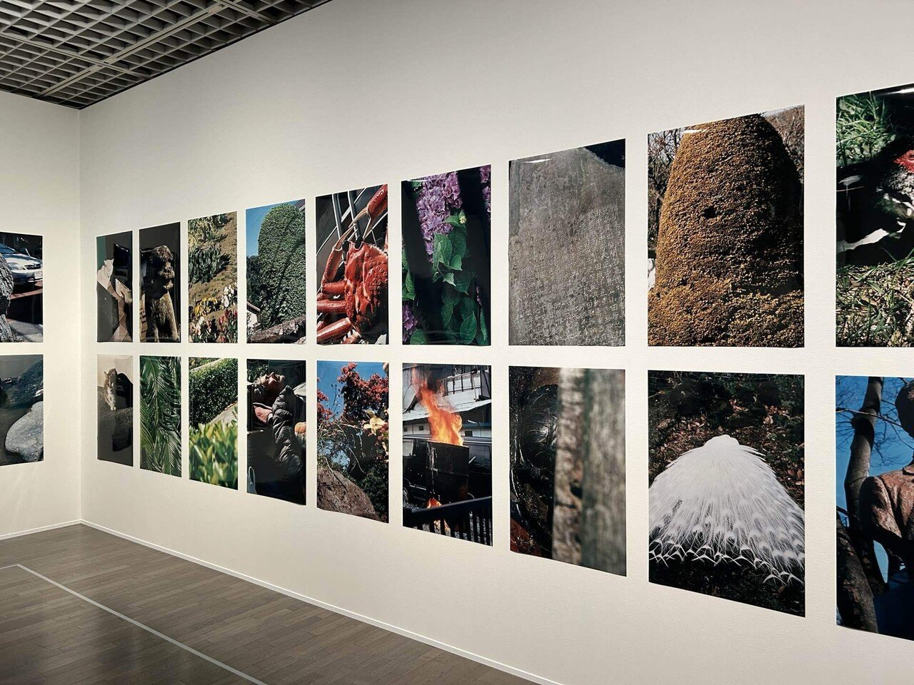 無防備なるもの」中平卓馬のカラー写真について｜山岸_慶次郎