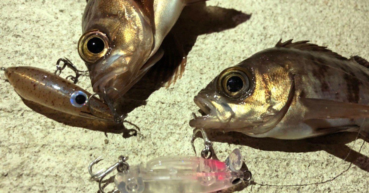 弾ける水面 まだまだ好調メバル釣り プラッキングのすすめ 石巻days 石巻日日新聞社公式 Note 弾ける水面 まだまだ好調メバル釣り プラッキングのすすめ 石巻days 石巻日日新聞社公式 Note