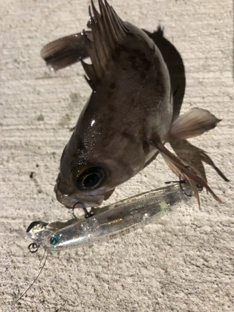 弾ける水面 まだまだ好調メバル釣り プラッキングのすすめ 石巻days 未来都市の生き方 Note 弾ける水面 まだまだ好調メバル釣り プラッキングのすすめ 石巻days 未来都市の生き方 Note