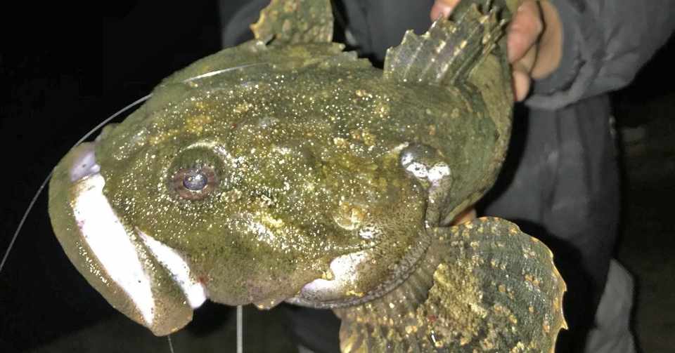 ルアーで根魚と勝負 多魚種狙える熱い時期 石巻days 未来都市の生き方 Note