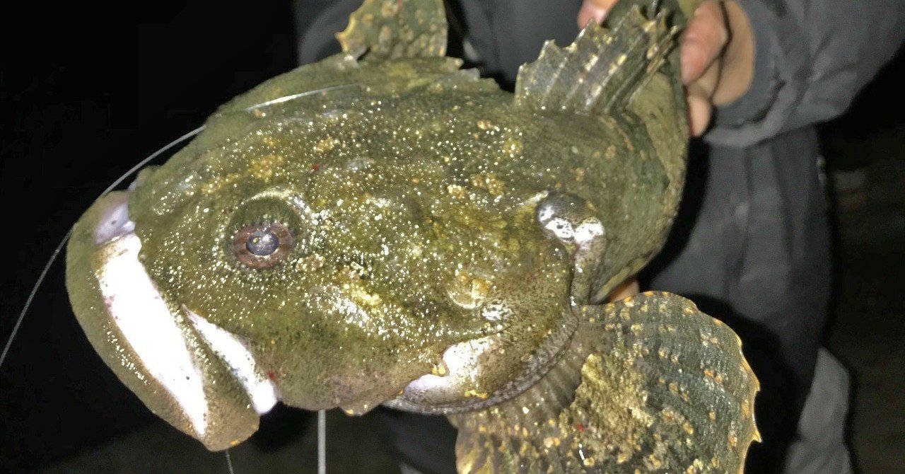 ルアーで根魚と勝負 多魚種狙える熱い時期 石巻days 未来都市の生き方 Note