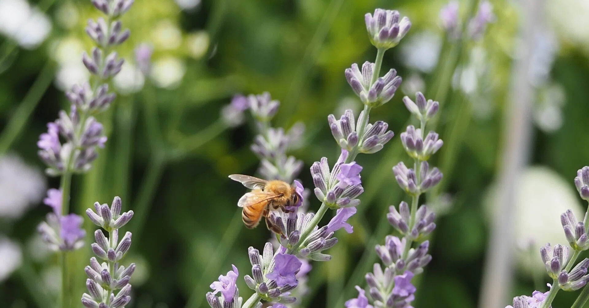 Birth Flower of July 16th: LavenderNatsu1